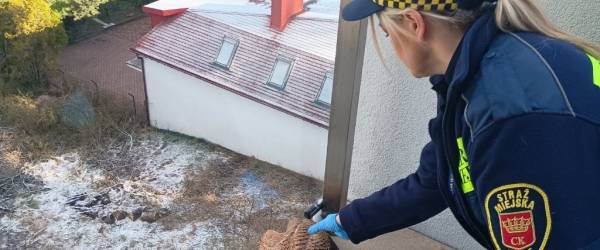 Uratowana pustułka wróciła na wolność dzięki interwencji Straży Miejskiej w Kielcach